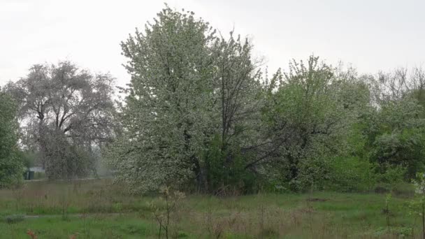 Ανοιξιάτικη δυνατή βροχή, σταγόνες βροχής ξεχύνονται σε ένα συνεχές ρεύμα κάτω από τα κλαδιά και τα φύλλα των ανθισμένων δέντρων — Αρχείο Βίντεο