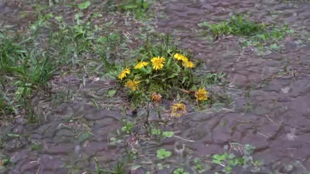 Wiosenny ulewny deszcz, krople deszczu opadają na ziemię pokryte trawą i mniszkami tworzącymi kałuże — Wideo stockowe