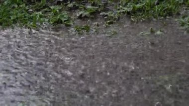 Bahar yağmuru, fokurdayan yağmur damlaları yere düşüyor çimen birikintileri oluşturarak.