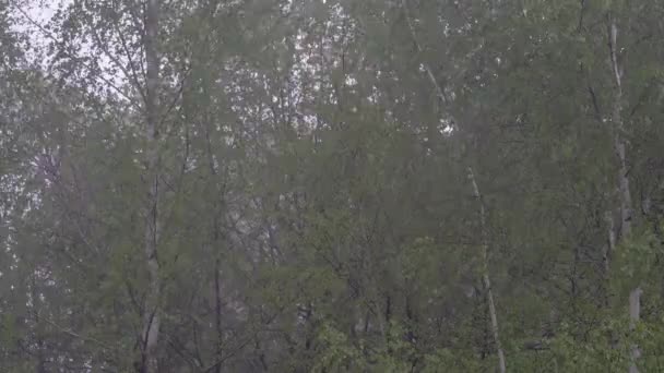 Tavaszi zuhogó eső, patakok az égből a nyírfa ligetben — Stock videók
