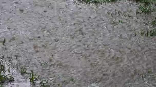 Bahar yağmuru, çağlayan yağmur damlaları çimlere düşer ve büyük su birikintileri oluşturur. — Stok video