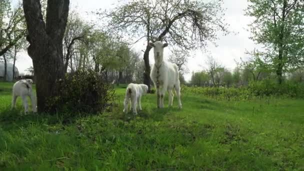 Белая коза с молодыми козами пасется в яблоневом саду среди цветущих деревьев — стоковое видео