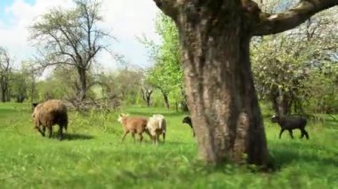 Genç kuzuları olan bir koyun sürüsü çiçek açan ağaçların arasında elma bahçesinde otluyor.