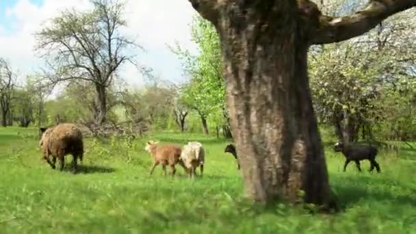꽃이 피는 나무 사이에 있는 사과 과수원에서 양 떼와 어린 양들 이 풀을 뜯고 있다 — 비디오