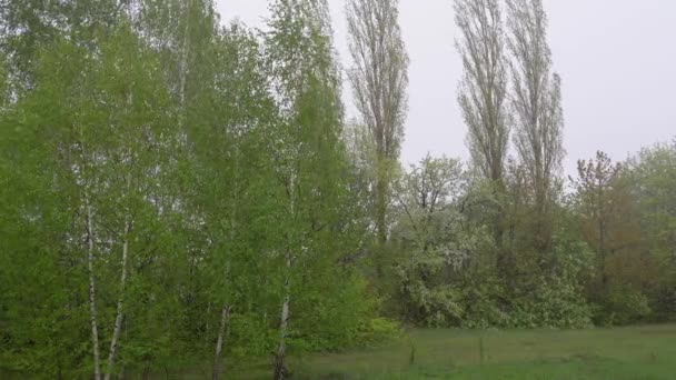 Wiosenny ulewny deszcz, krople deszczu wlewają się w ciągły strumień do gałęzi — Wideo stockowe