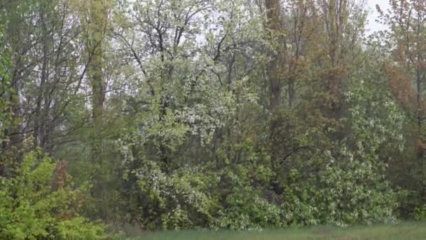 Primavera pioggia forte, gocce di pioggia versano in un flusso continuo lungo i rami e le foglie di alberi in fiore — Video Stock
