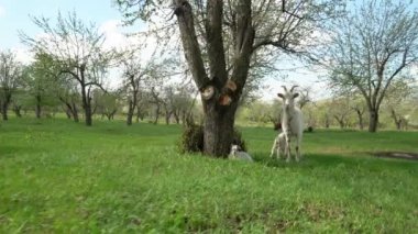 Genç keçileri olan beyaz bir keçi, çiçek açan ağaçların arasında elma bahçesinde otluyor.