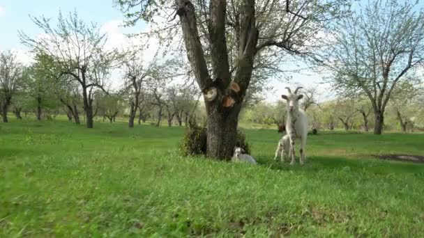 Una cabra blanca con cabras jóvenes pastan en un huerto de manzanas entre los árboles con flores — Vídeos de Stock