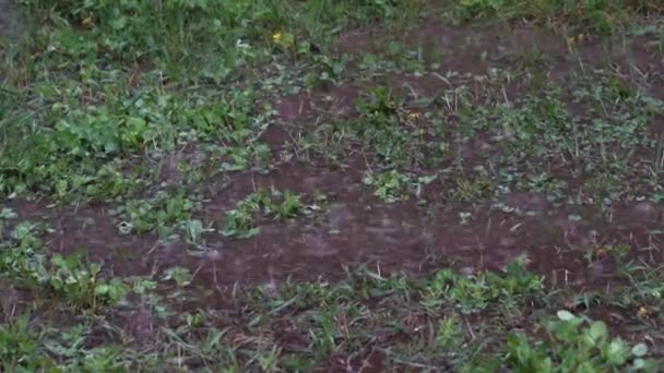 Bahar yağmuru, fokurdayan yağmur damlaları yere düşüyor çimen birikintileri oluşturarak. — Stok video