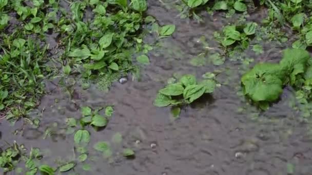 Primavera fuerte lluvia, gotas de lluvia burbujeante caen al suelo cubierto de hierba formando charcos — Vídeo de stock