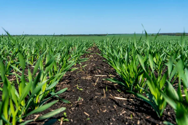 Junge Weizensetzlinge Wachsen Auf Einem Feld Einem Sonnigen Hang Der lizenzfreie Stockfotos