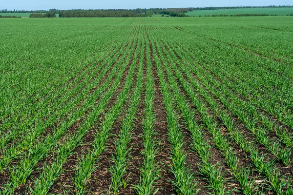 Las Plántulas Jóvenes Trigo Crecen Campo Una Ladera Soleada Trigo —  Fotos de Stock