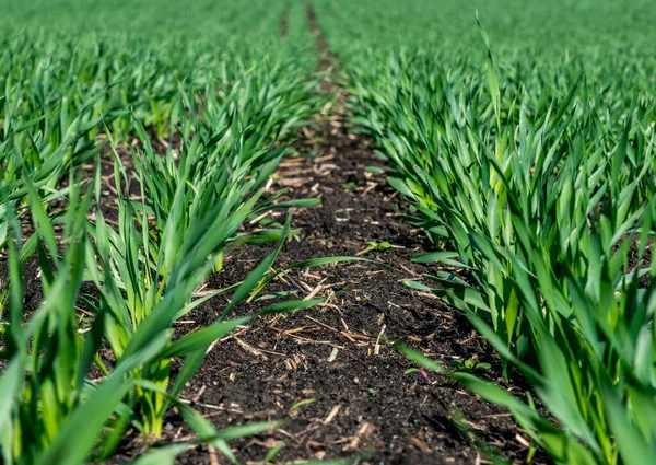 Genç buğday fideleri güneşli bir yamaçta yetişir. Genç yeşil buğday dost saflarda topraktan yetişir..
