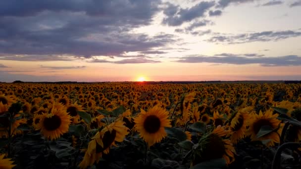 Zeitraffer-Video eines feuerroten Sonnenuntergangs über einem Feld blühender Sonnenblumen — Stockvideo