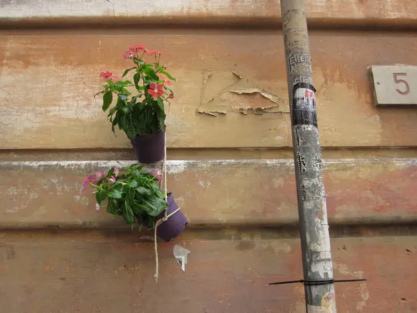 프레스코 벽에 거는 식물 — 스톡 사진