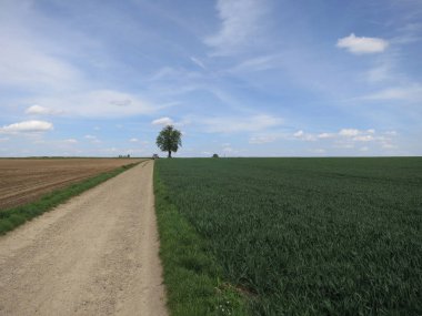 ağaç ve ufuk, traktör ile manzara