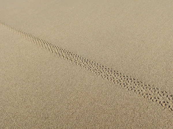 Pista de una bicicleta de montaña en la playa de Zandvoort —  Fotos de Stock