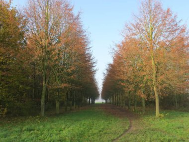 autumn landscape with a footpath through the woods to the horizo