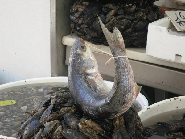 Ryba Ležící Síti Mušlí Španělském Trhu Napoli — Stock fotografie
