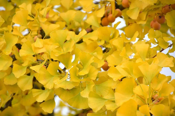 Некоторые Листья Гинко Желтых Осенних Цветах — стоковое фото