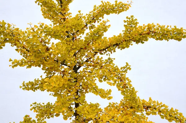 Enkele Takken Van Een Ginko Boom Gele Herfstkleuren — Stockfoto