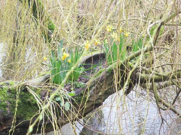 Some Daffodils Growing Stem Wheeping Willow — Stock Photo, Image