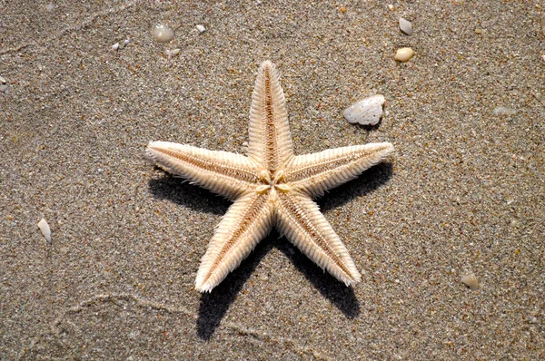 Hvězdice Pláži Shell Slunečný Den — Stock fotografie