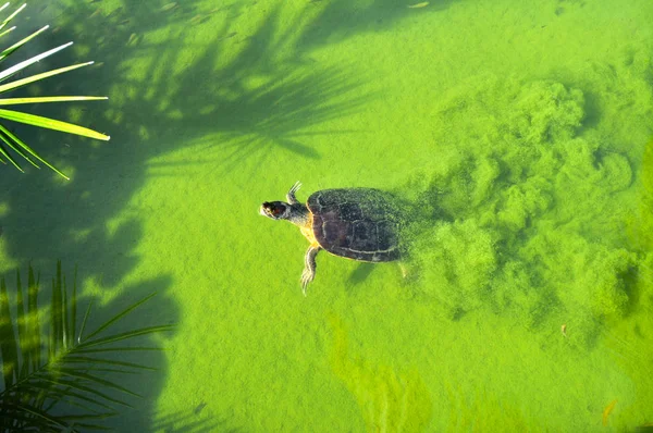 Черепаха Плаває Зеленому Тропічному Ставку — стокове фото