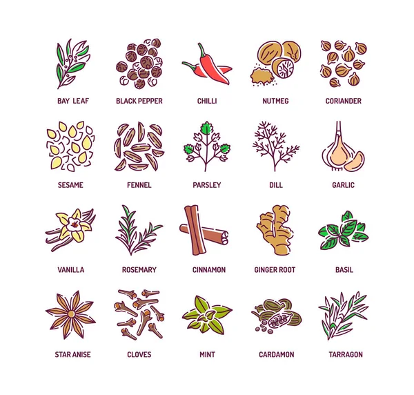Épices et herbes couleur ligne icônes ensemble. Condiments : poivre moulu, fenouil, cannelle, clous de girofle, gingembre — Image vectorielle