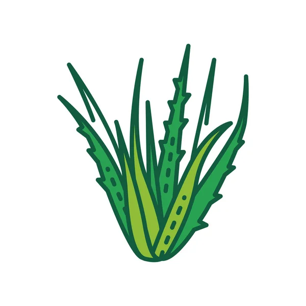 Icono de línea de color planta aloe. Planta que utiliza tanto interna como externamente en los seres humanos como medicina popular o alternativa. Pictograma para página web, aplicación móvil, promo. Carrera editable . — Archivo Imágenes Vectoriales