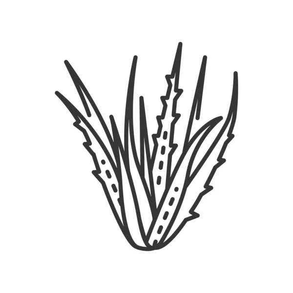 Aloe-Pflanze schwarze Linie Symbol. Pflanze, die sowohl intern als auch extern auf den Menschen als Volks- oder Alternativmedizin angewendet wurde. Piktogramm für Webseite, mobile App, Promo. Essbarer Schlaganfall. — Stockvektor