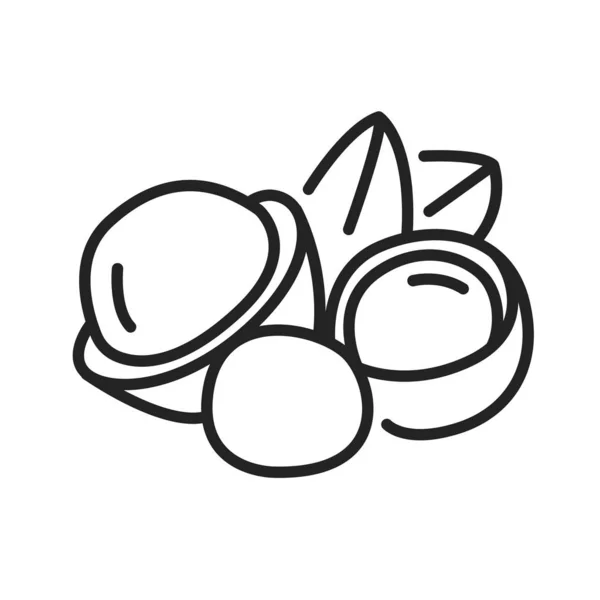 Macadamia Black Line Icon Nuts Shell Leaves Pictogram Web Page — Stock Photo, Image