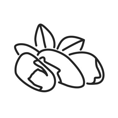 Brezilya cevizi siyah çizgi ikonu. Kabuklu ve yapraklı fındıklar. Web sayfası için piktogram, mobil uygulama, tanıtım. Ui Ux Gui tasarım elemanı. Düzenlenebilir vuruş