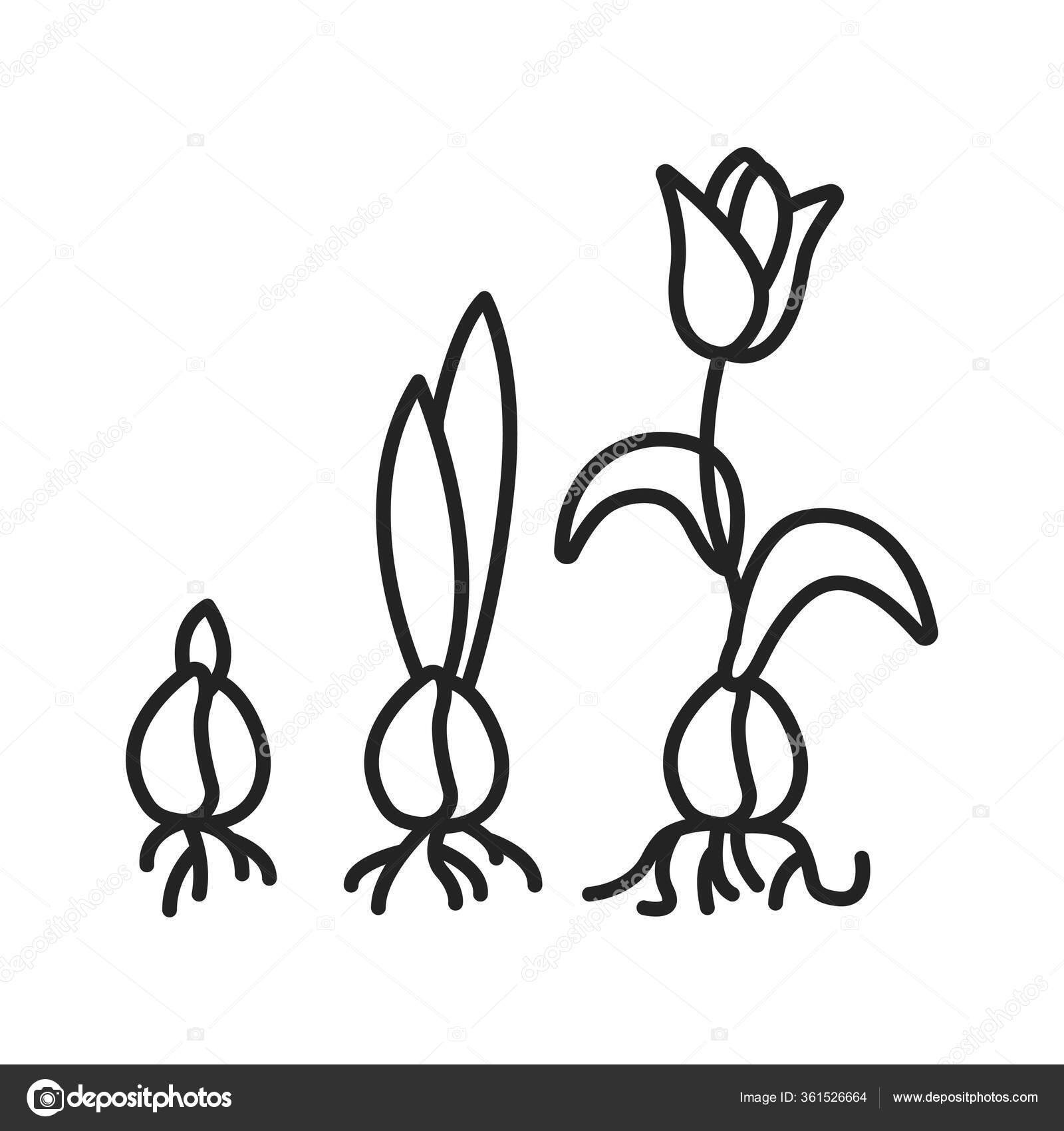 Growing Plant Stages Black Line Icon Seed Germination Growth Reproduction Vector Image By C Alx1618 Vector Stock