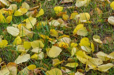 Sonbahar yere geç sonbaharda Altın Sonbahar yaprakları. yaprakları ve otelde bitkileri ve meyve toplandık yılın üçüncü sezon sonbahar,