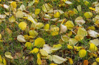 Sonbahar yere geç sonbaharda Altın Sonbahar yaprakları. yaprakları ve otelde bitkileri ve meyve toplandık yılın üçüncü sezon sonbahar,