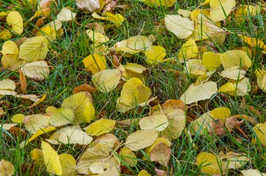 Sonbahar yere geç sonbaharda Altın Sonbahar yaprakları. yaprakları ve otelde bitkileri ve meyve toplandık yılın üçüncü sezon sonbahar,