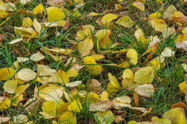 Sonbahar yere geç sonbaharda Altın Sonbahar yaprakları. yaprakları ve otelde bitkileri ve meyve toplandık yılın üçüncü sezon sonbahar,
