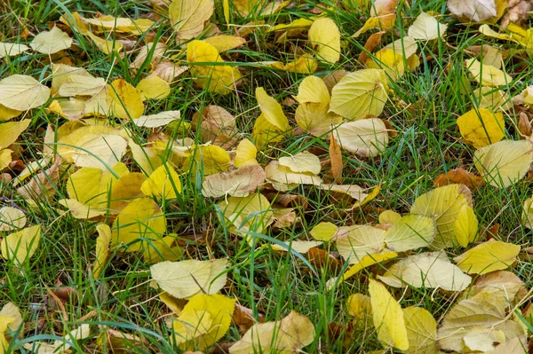 Podzimní Listí Zemi Pozdním Podzimu Zlatý Podzim Třetí Sezóna Roce — Stock fotografie