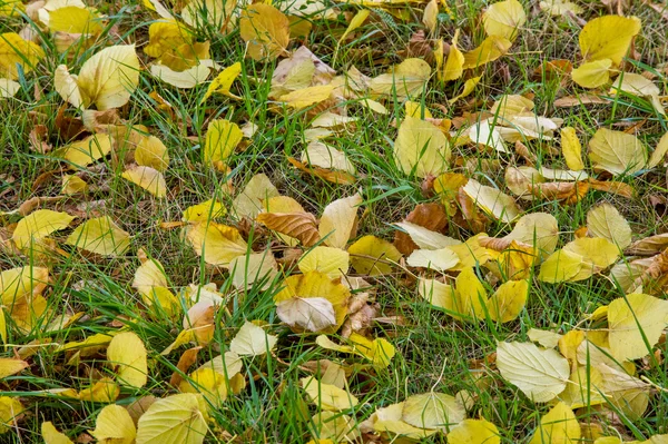 Autumn Leaves on the ground in late autumn, the golden autumn. the third season of the year, when crops and fruits are gathered and leaves fall,