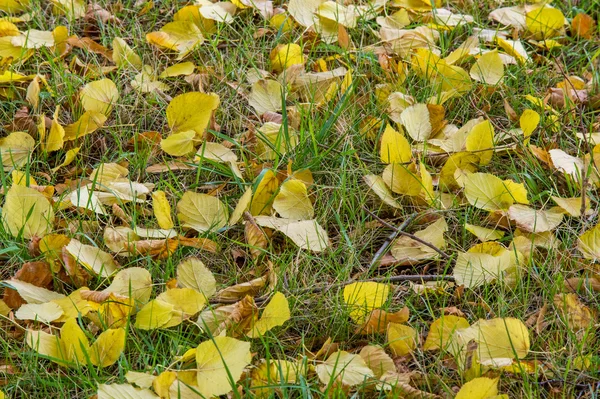 Autumn Leaves on the ground in late autumn, the golden autumn. the third season of the year, when crops and fruits are gathered and leaves fall,