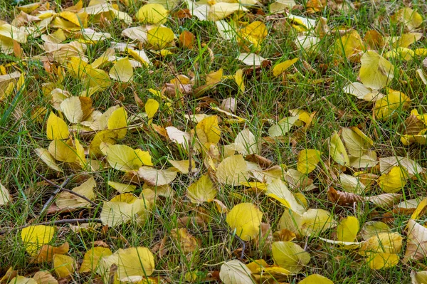 Podzimní Listí Zemi Pozdním Podzimu Zlatý Podzim Třetí Sezóna Roce — Stock fotografie