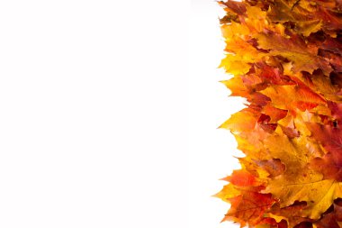 doku, arka plan. Kırmızı ve altın akçaağaç yaprakları sarı tonları.