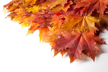 doku, arka plan. Kırmızı ve altın akçaağaç yaprakları sarı tonları.