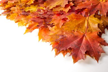 doku, arka plan. Kırmızı ve altın akçaağaç yaprakları sarı tonları.