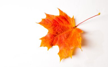 doku, arka plan. Kırmızı ve altın akçaağaç yaprakları sarı tonları.