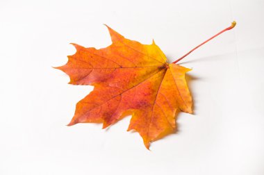 doku, arka plan. Kırmızı ve altın akçaağaç yaprakları sarı tonları.