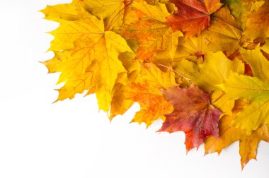 doku, arka plan. Kırmızı ve altın akçaağaç yaprakları sarı tonları.