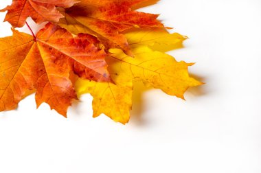 doku, arka plan. Kırmızı ve altın akçaağaç yaprakları sarı tonları.