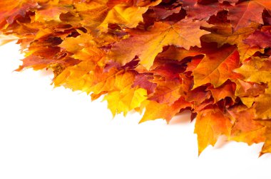 doku, arka plan. Kırmızı ve altın akçaağaç yaprakları sarı tonları.